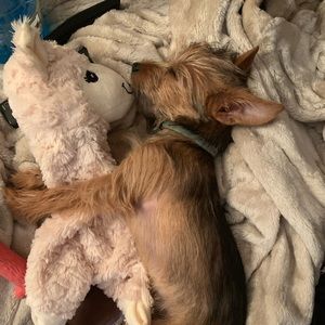 Meet your Posher, Gisele